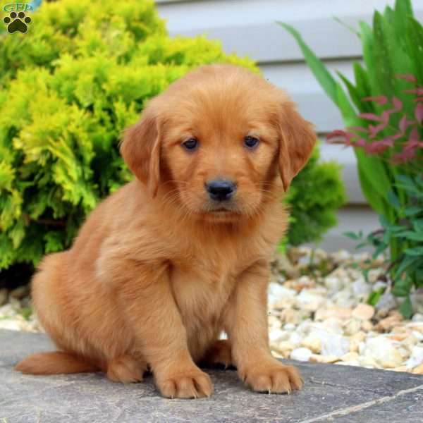 Savannah, Golden Retriever Puppy