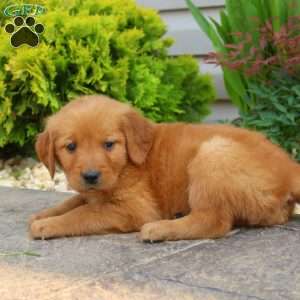 Savannah, Golden Retriever Puppy
