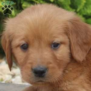 Savannah, Golden Retriever Puppy