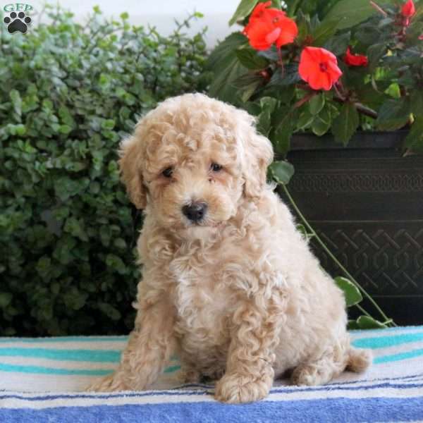 Sawyer, Bich-Poo Puppy
