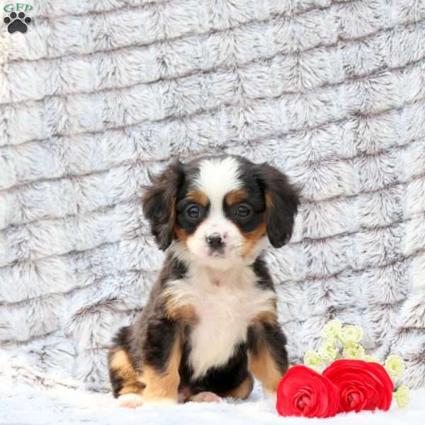 Sawyer, Miniature Bernese Mountain Dog Puppy