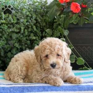 Sawyer, Bich-Poo Puppy
