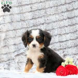 Sawyer, Miniature Bernese Mountain Dog Puppy