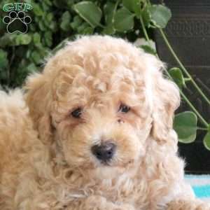 Sawyer, Bich-Poo Puppy
