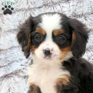 Sawyer, Miniature Bernese Mountain Dog Puppy