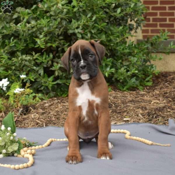 Scarlet, Boxer Puppy