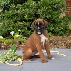 Scarlet, Boxer Puppy
