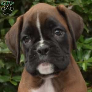 Scarlet, Boxer Puppy