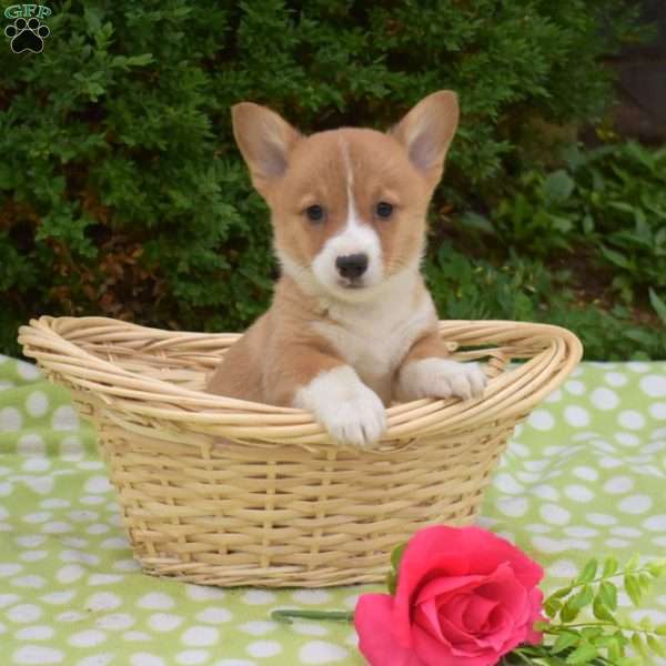 Scoops, Pembroke Welsh Corgi Puppy