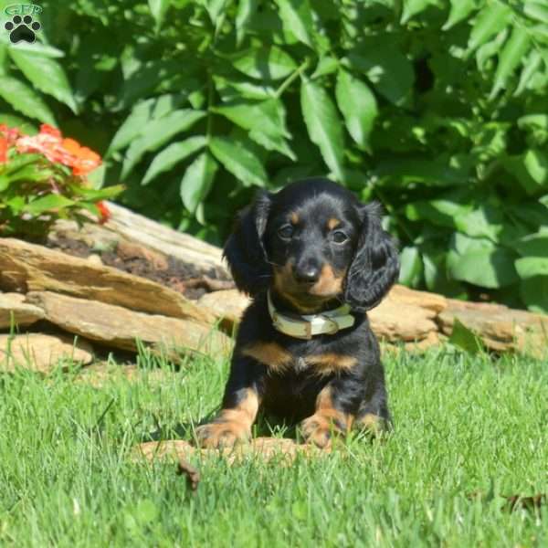 Scoops – Mini, Dachshund Puppy