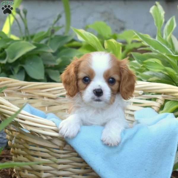 Scoops, Cavalier King Charles Spaniel Puppy