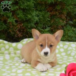 Scoops, Pembroke Welsh Corgi Puppy