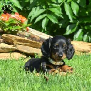 Scoops – Mini, Dachshund Puppy