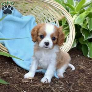 Scoops, Cavalier King Charles Spaniel Puppy