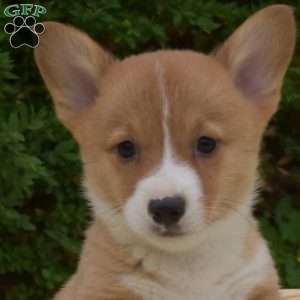 Scoops, Pembroke Welsh Corgi Puppy