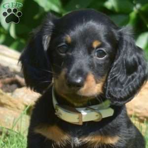 Scoops – Mini, Dachshund Puppy