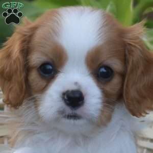 Scoops, Cavalier King Charles Spaniel Puppy