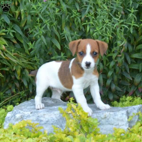 Scooter, Jack Russell Terrier Puppy