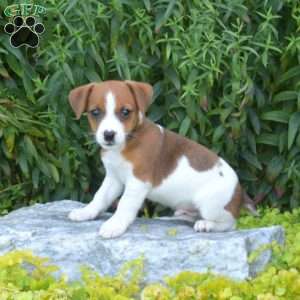 Scooter, Jack Russell Terrier Puppy
