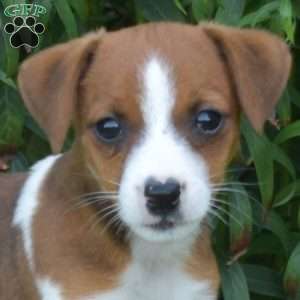 Scooter, Jack Russell Terrier Puppy