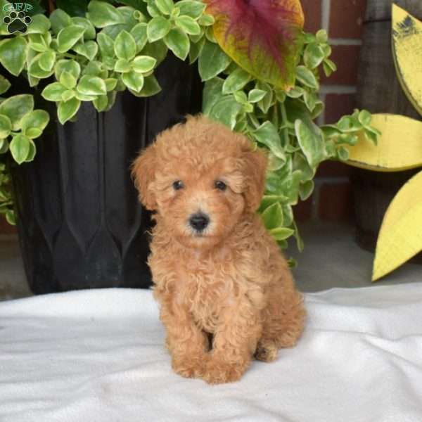 Scout, Toy Poodle Puppy
