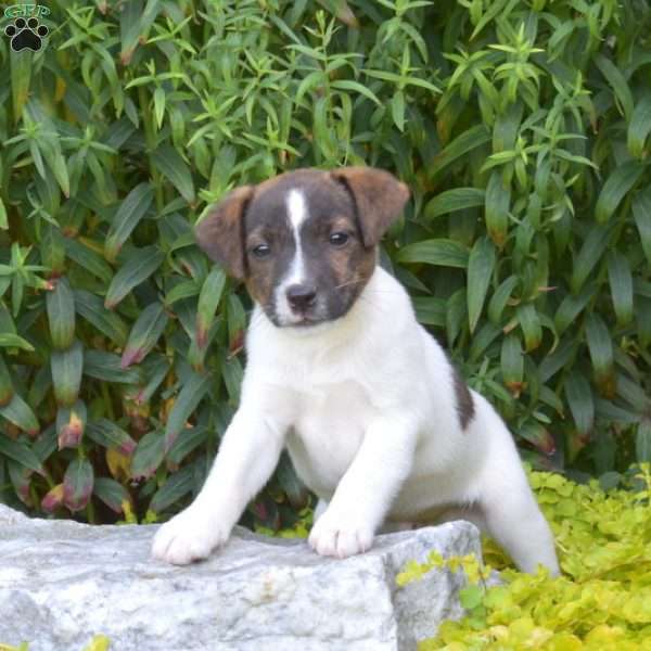 Scout, Jack Russell Terrier Puppy