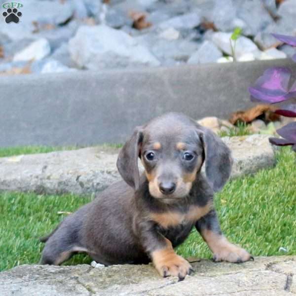 Scout-Mini, Dachshund Puppy