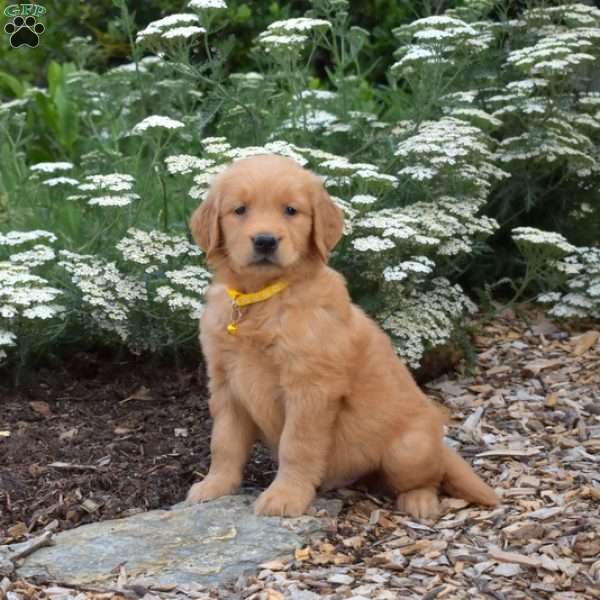Scout, Golden Retriever Puppy