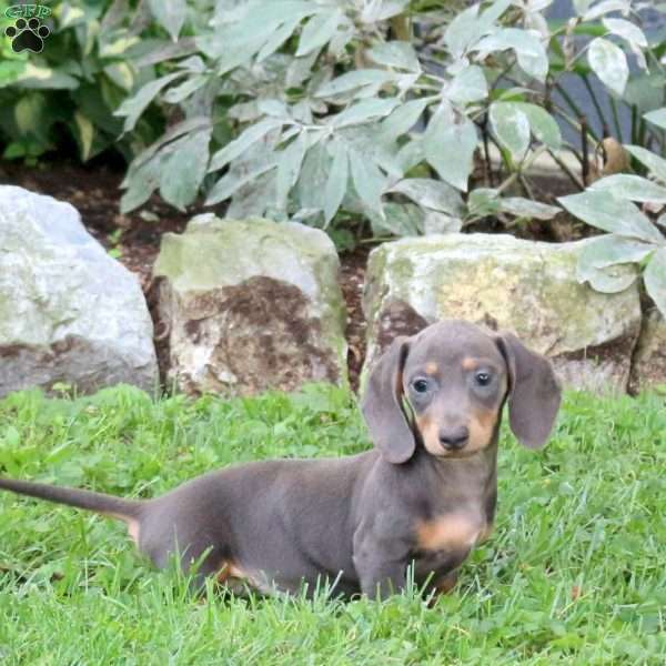 Scout-Mini, Dachshund Puppy