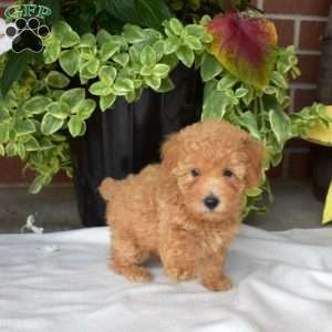 Scout, Toy Poodle Puppy