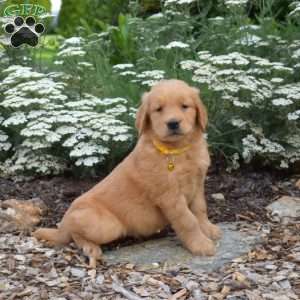 Scout, Golden Retriever Puppy