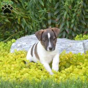 Scout, Jack Russell Terrier Puppy