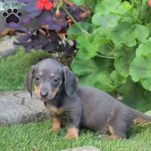 Scout-Mini, Dachshund Puppy
