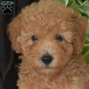 Scout, Toy Poodle Puppy