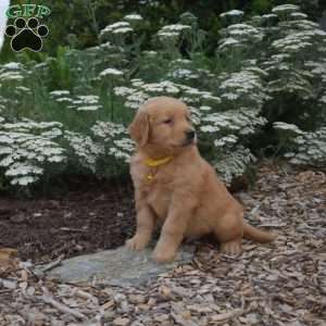 Scout, Golden Retriever Puppy