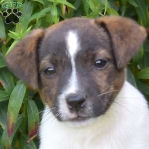 Scout, Jack Russell Terrier Puppy