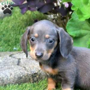 Scout-Mini, Dachshund Puppy