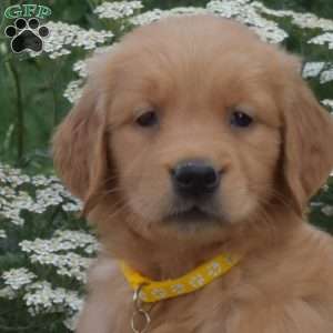 Scout, Golden Retriever Puppy