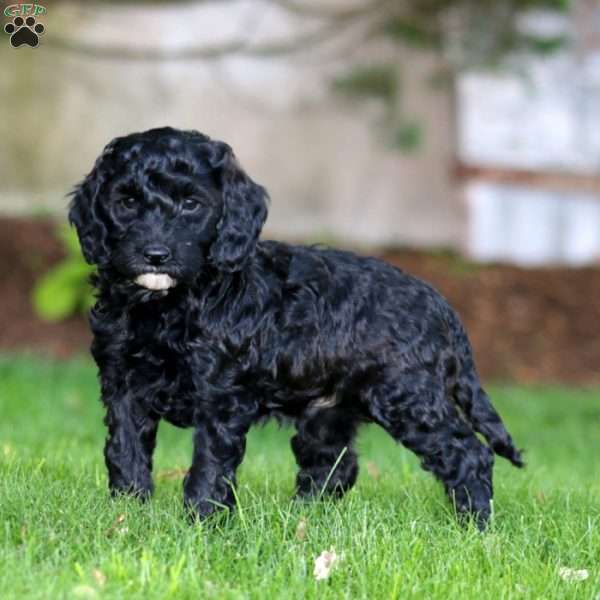 Scout, Miniature Poodle Mix Puppy