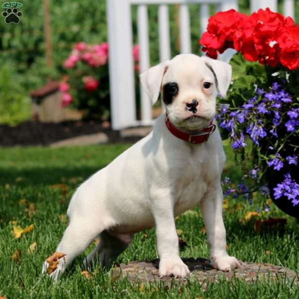 Scout, Boxer Puppy