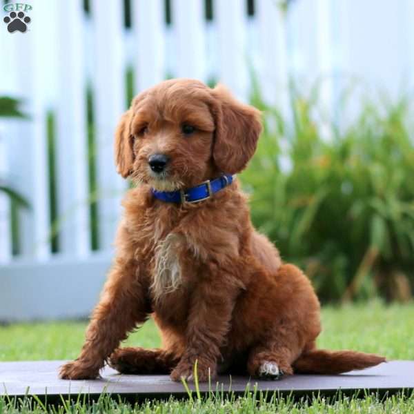 Scout, Mini Goldendoodle Puppy