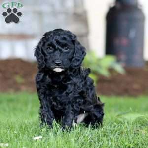 Scout, Miniature Poodle Mix Puppy