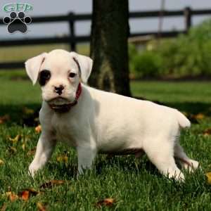 Scout, Boxer Puppy