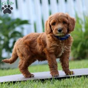 Scout, Mini Goldendoodle Puppy