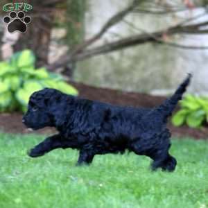 Scout, Miniature Poodle Mix Puppy