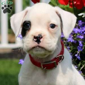 Scout, Boxer Puppy