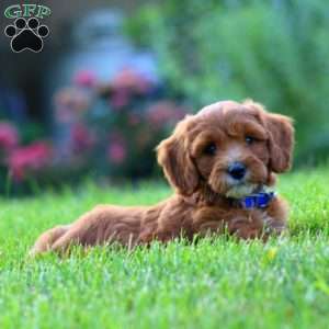 Scout, Mini Goldendoodle Puppy