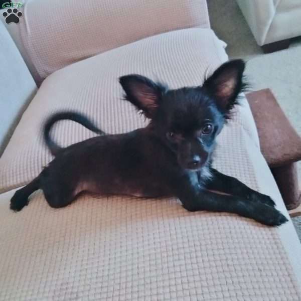 Bear, Chihuahua Puppy