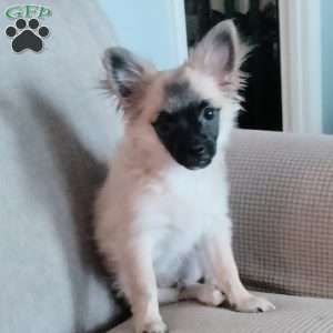 Fluff, Chihuahua Puppy