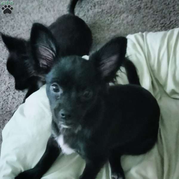 Junior, Chihuahua Puppy